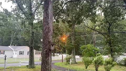 Tree branch falls on power lines - high voltage electricity