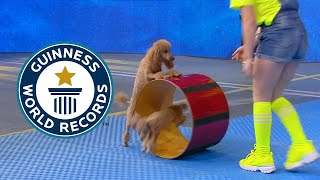 Dog passes through roller pushed by another dog! | Guinness World Records