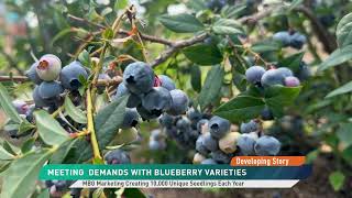 Meeting Demands with Blueberry Varieties