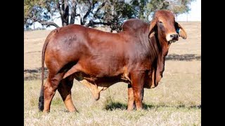 Lot 4 GIGOOMGAN YUKON IVF H