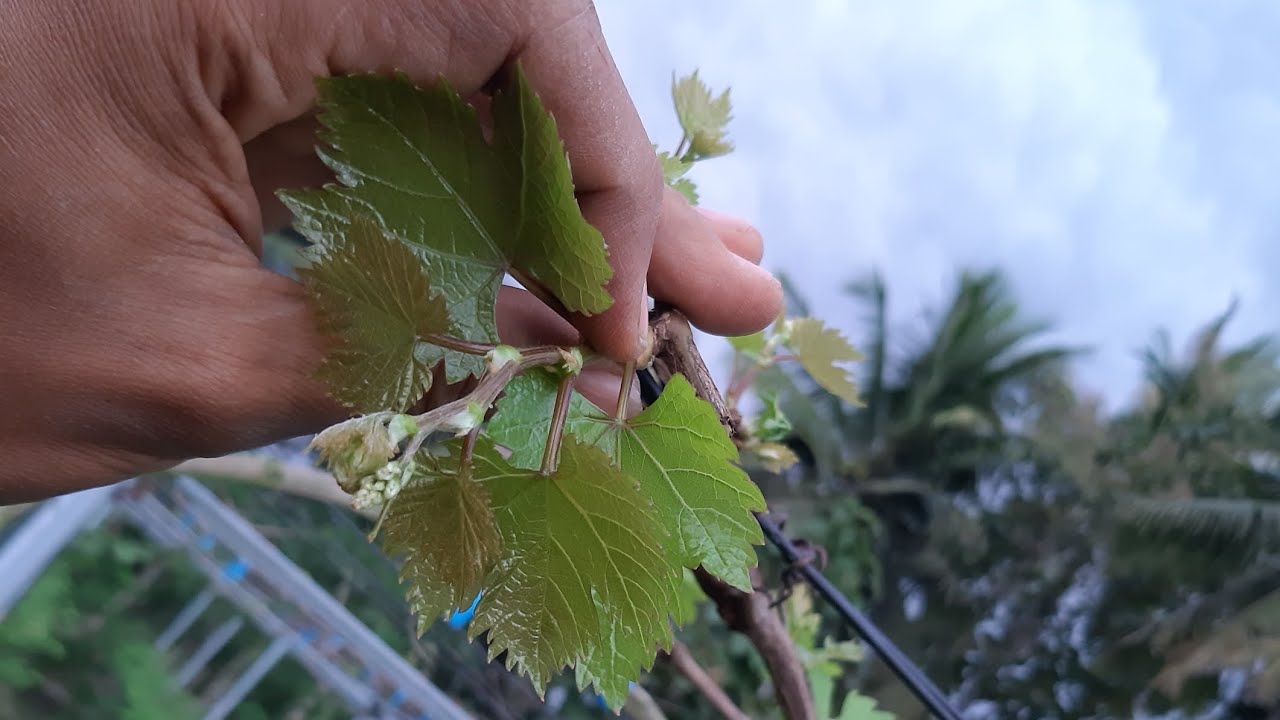 pruning pembuahan anggur everest 26 juni 2024 tanam tanpa naungan