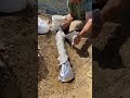 Edmontosaurus arm bone #paleontology #edmontosaurus #hellcreek #creta