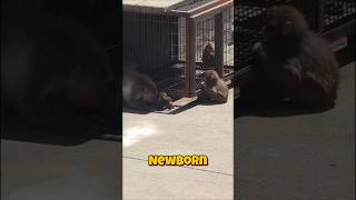 Big Bro Punch Teaches Newborn And Shows Off Skills! Punch Family Ichikawa Zoo #punch #macaque