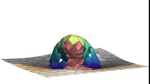 Modeling morphogenesis: by XinXin Du and Miriam Osterfield