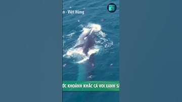 Cá voi xanh săn mồi kỳ thú trên biển Đề Gi, Bình Định | VTC1