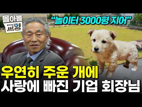 "넌 지금부터 다른 삶을 살게 될 거야" 우연한 발걸음에 견생역전! 사랑에 빠진 회장님이 개를 키우는 법 #몰아볼교양