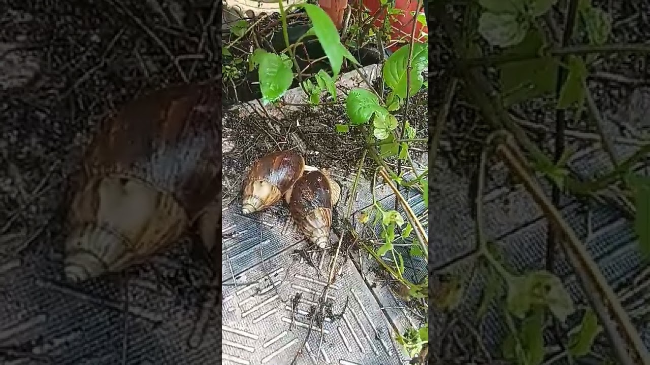 A love-dart, mating dance of Snail,sexual reproduction