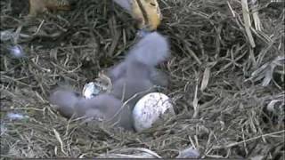 *new* 2011 Decorah Iowa Bald Eagle Feeding Baby Eaglets