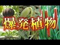 種を時速240キロで射出!?とにかくヤバい”爆発する植物”3選【ゆっくり解説】