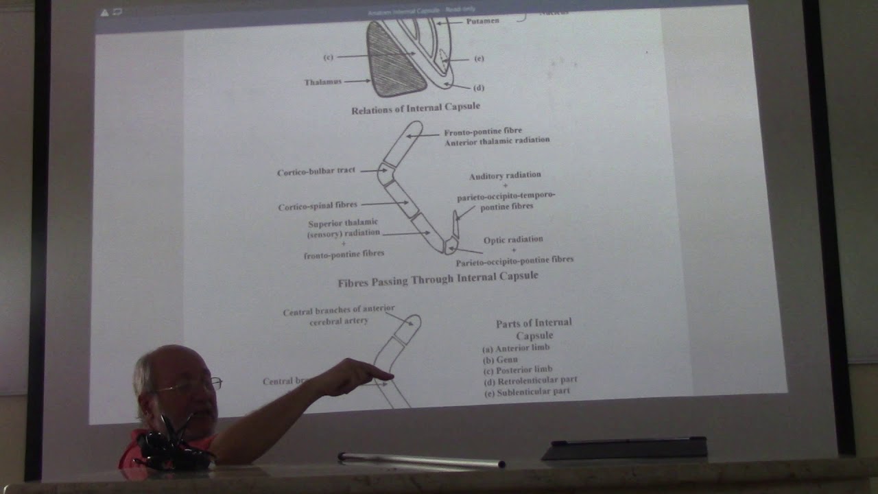 Neuroanatomy 68 ( Internal capsule ) , by Dr. Wahdan