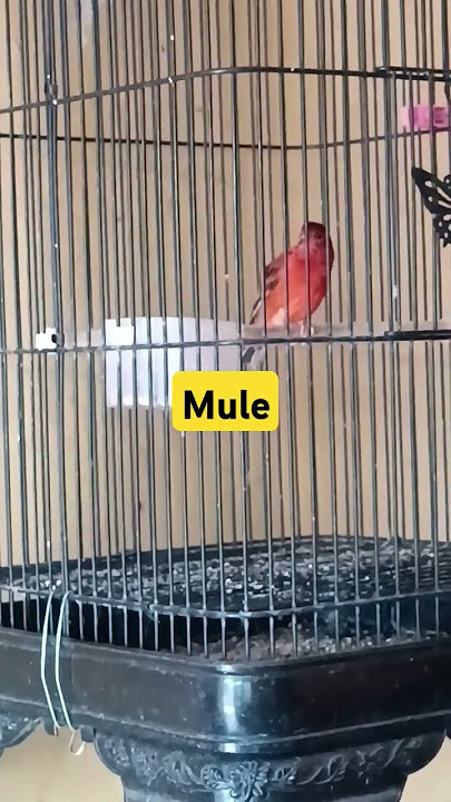 Ternak kenari | mule siskin| red siskin#shorts #burung #redsiskin