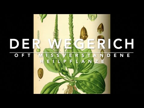 Video: Wegerich Ist Ein Freund Eines Reisenden