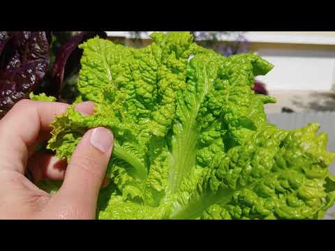 Video: Kur Votergeitas salāti ieguva savu nosaukumu?