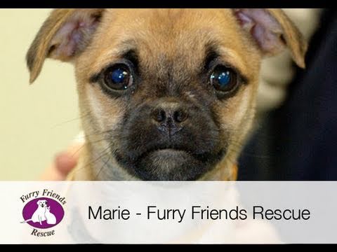 Marie (Pug/Chihuahua) - Furry Friends Rescue