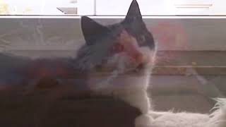 Cat 🐱 has a Vietnam Flashback