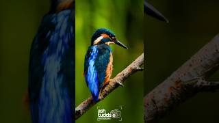 Kingfisher 💙 🧡 📸 Shot on Sony a6100 + 200-600mm lens#wildlifephotography #photography #kingfisher
