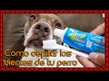 Tip: Como cepillar los dientes de tu perro / como lavarle los dientes a un perro