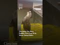 Cincinnati Zoo Otter Puddles Wins Fans With Messy Eating Habits | Subscribe to Firstpost
