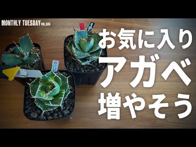 アガベ　キョウト　胴切り頭株 胴切り株】アガベ チタノタ ブラック＆ブルー | Agave Rocon