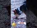 Funny animals moment part 688 #funny videos  #funnyvideo