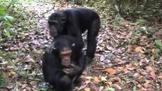 mating chimpanzees in Mahale Tanzania