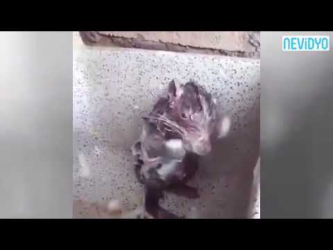 Sabunla yıkanan fare :D