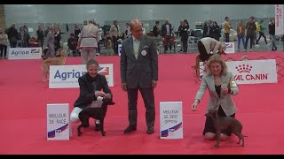 Italian Greyhound in European dog show Paris 2022