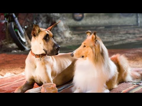 فيديو: يمكن تبني الكلب من الأسبوع - فرانسيس