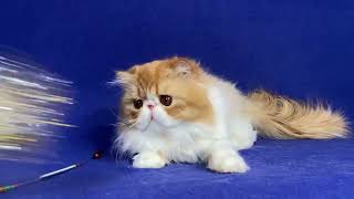 Persian Red White Male kitten of Majestymeow Cattery!
