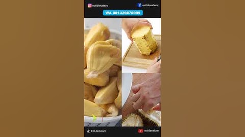 Obat Asam Urat Paling Ampuh #asamurat #asamurattinggi #obatasamurat #short #fyp #gout #viral #herbal