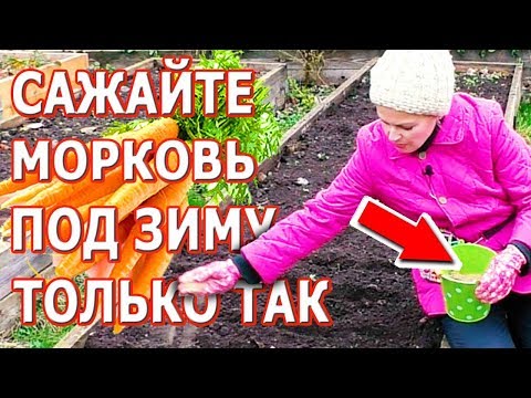 Подзимний посев моркови. Как посадить морковь под зиму. Редис под зиму.