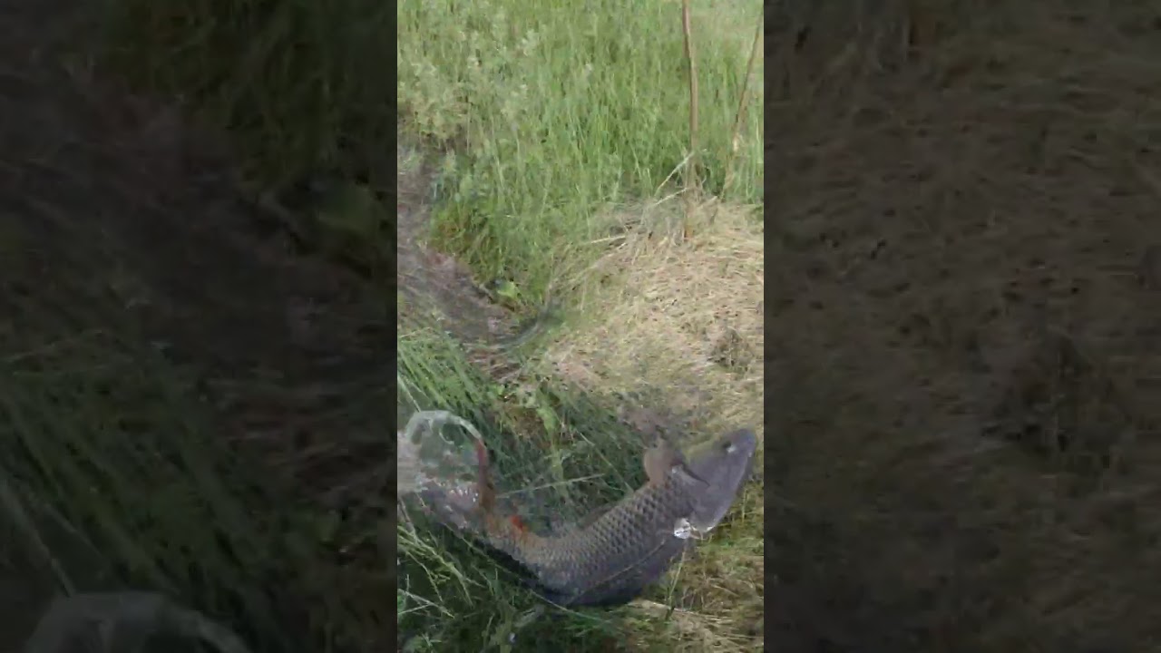 Slingshot. Карп сам вышел прямо на меня 