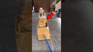 This Cat Built A Train... But Had An Angry Penger