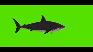 Green Screen Ikan Hiu dan Gurita