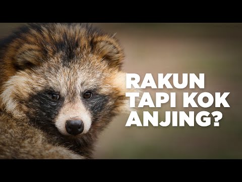 Video: Bisakah Anda Pemilik Anjing Raccoon?