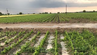 Dolu Zararı Sonrasında Mısır Kontrolleri || Mısırda Bitki Besleme 🌽|| Mısırda Gübreleme 🌽🌽||maize