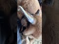 Baby goat falls asleep in my lap! 😢 #cuteanimals #goatfarm #farmanimals #goats