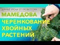 Черенкование хвойных (ель колючая, туя западная, тисс ягодный, лиственница европейская).