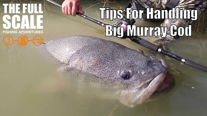 Tips For Handling big Murray Cod | Tech Talk | The Full Scale