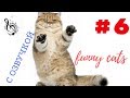 ПРИКОЛЫ С КОТАМИ С ОЗВУЧКОЙ  СМЕШНЫЕ КОТЫ  ТОПовая ПОДБОРКА  #6