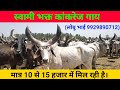 (290) स्वामी भक्त कांकरेज गाय # 10 से 15 हजार में मिल रही है # Available for sale
