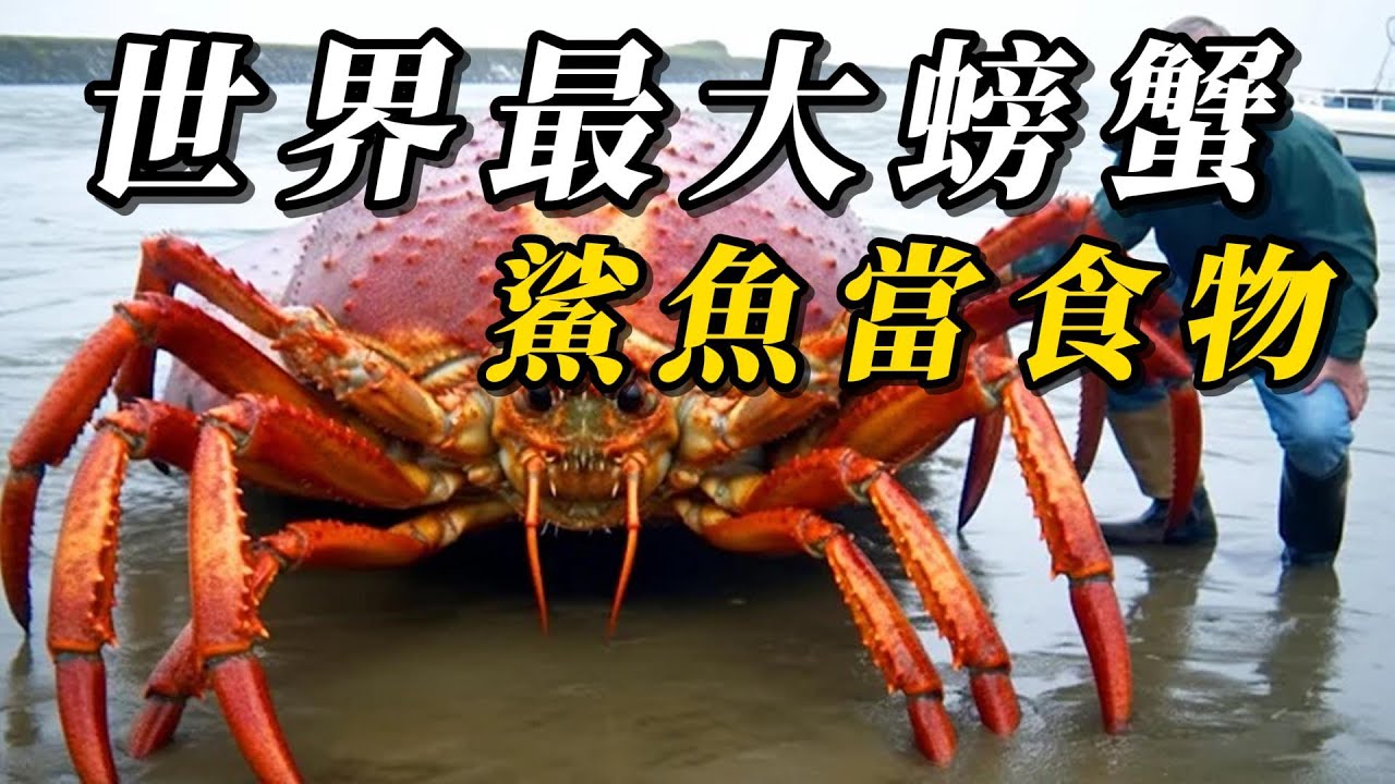 全世界最大的10種巨型螃蟹！帝王蟹只能排第四，第壹名腿長4米能活100年，戰鬥力比藏獒還強！#animals #野生动物 #动物 #科普 #動物世界#動物
