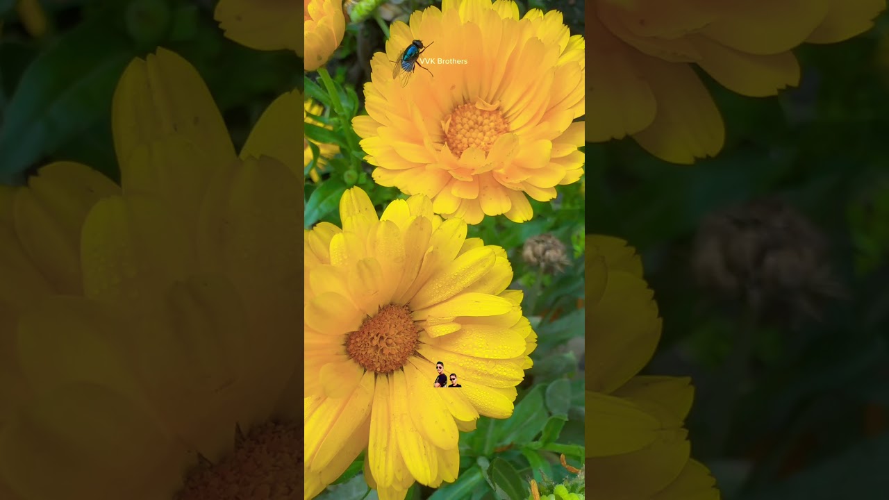 Our calendulas are blooming