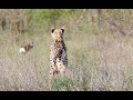 CHEETAH Chase, A Savage SHRIKE and LION Cubs.