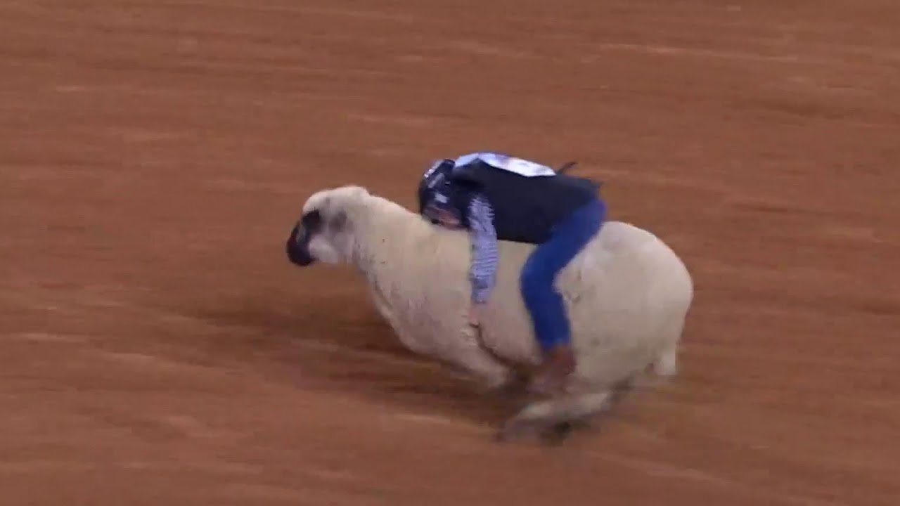 Houston boy wins mutton busting competition at Houston Livestock Show and Rodeo