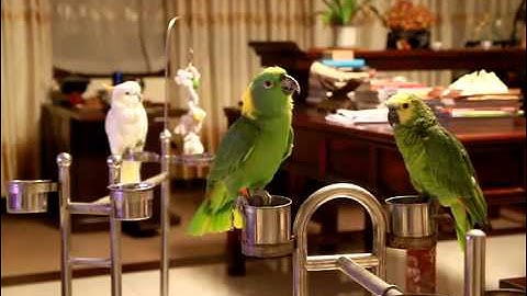 Thumbnail of Parrot singing chinese song (妹妹坐船头)