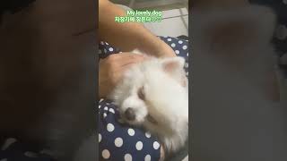 사랑스러운개 강아지 자장가 mylovelydog dog lullaby こもりうた ララバイ