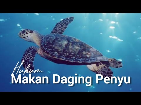 Video: Apakah penyu bisa dimakan?