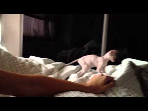 Purrxotics video
