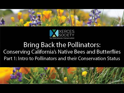 California’s Native Bees and Butterflies Part 1: Intro to Pollinators and their Conservation Status